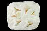 Fossil Mackeral Shark (Otodus) Teeth - Composite Plate #138512-1